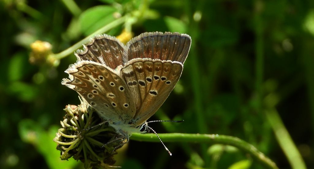 Modraszek dafnid, mnogooczak dafnid (Polyommatus daphnis)