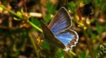 Modraszek dafnid, mnogooczak dafnid (Polyommatus daphnis)