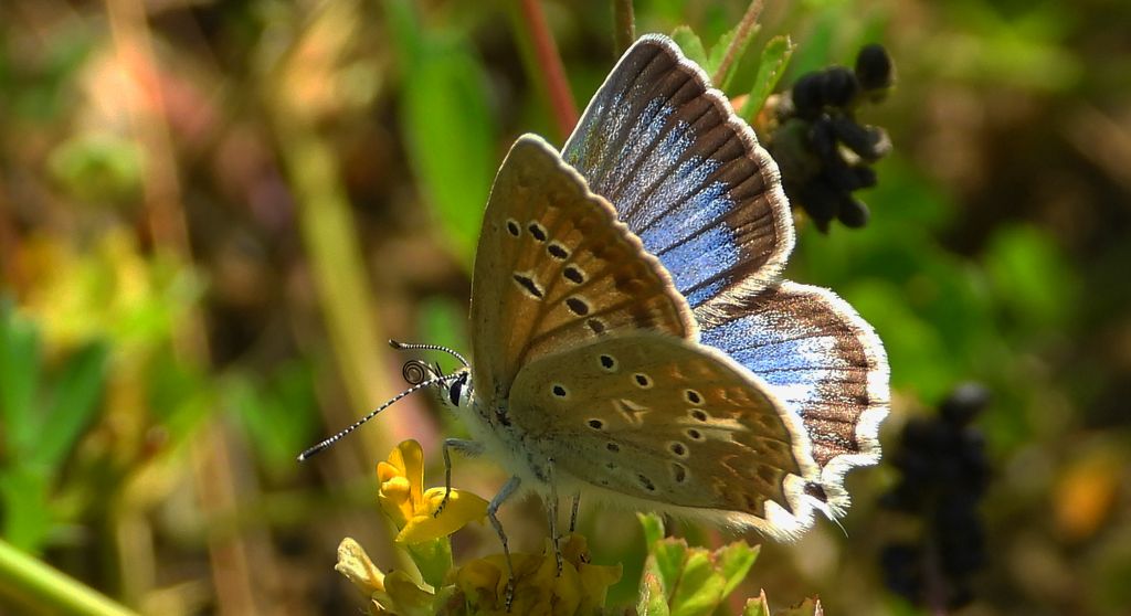 Modraszek dafnid, mnogooczak dafnid (Polyommatus daphnis)