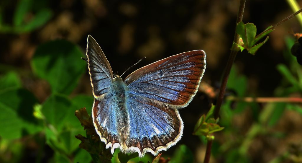 Modraszek dafnid, mnogooczak dafnid (Polyommatus daphnis)