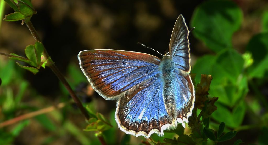 Modraszek dafnid, mnogooczak dafnid (Polyommatus daphnis)