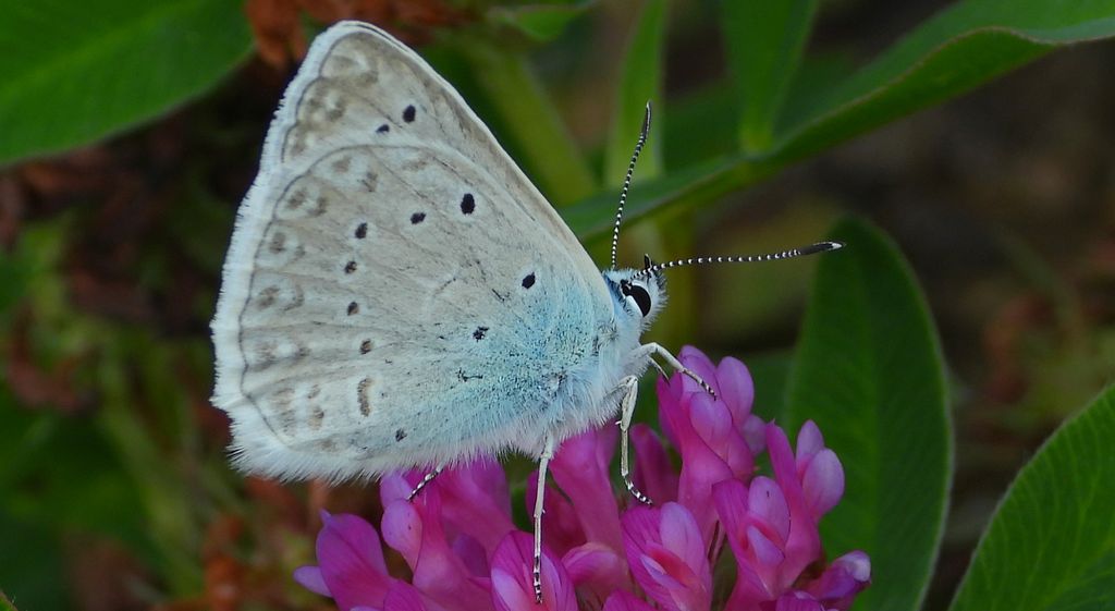 Modraszek dafnid, mnogooczak dafnid (Polyommatus daphnis)