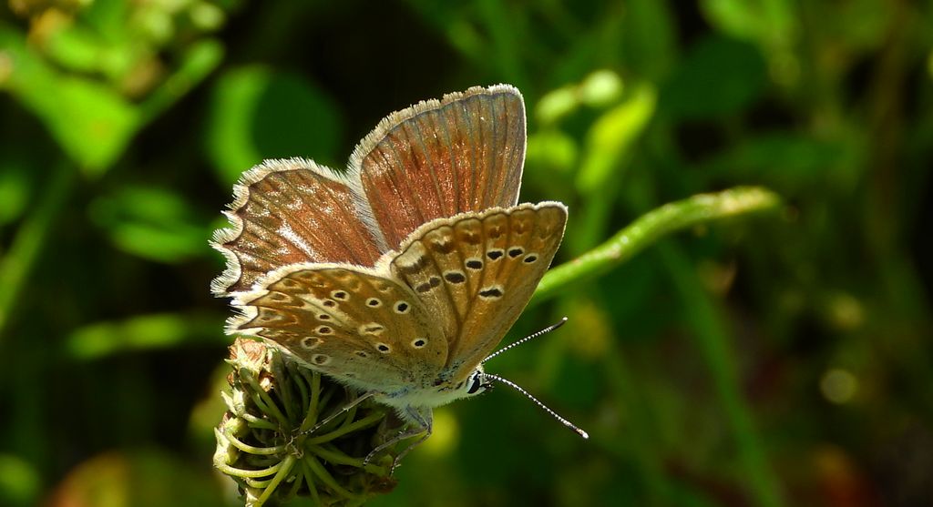 Modraszek dafnid, mnogooczak dafnid (Polyommatus daphnis)