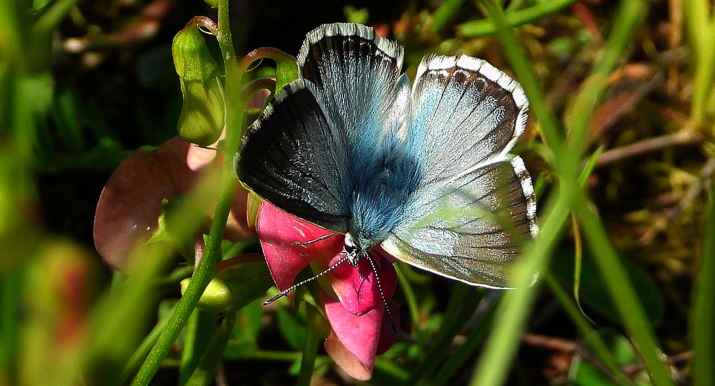 Modraszek korydon, mnogooczak korydon (Polyommatus coridon)