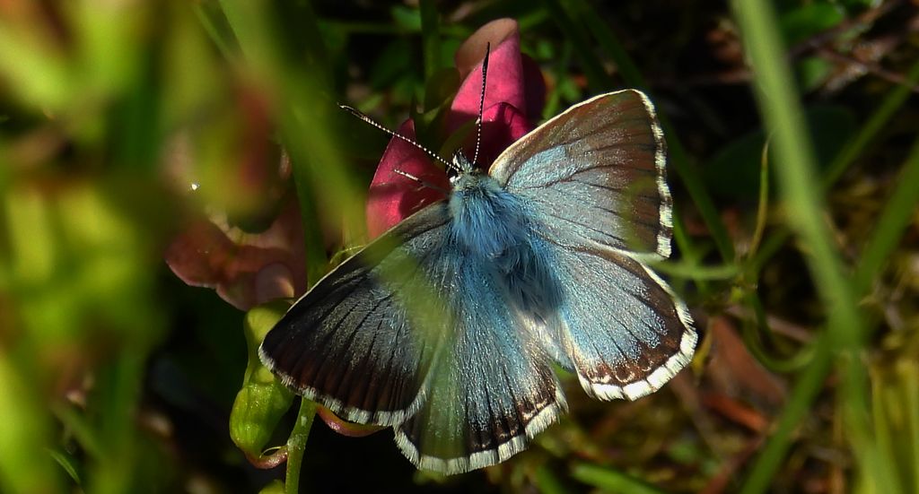 Modraszek korydon, mnogooczak korydon (Polyommatus coridon)