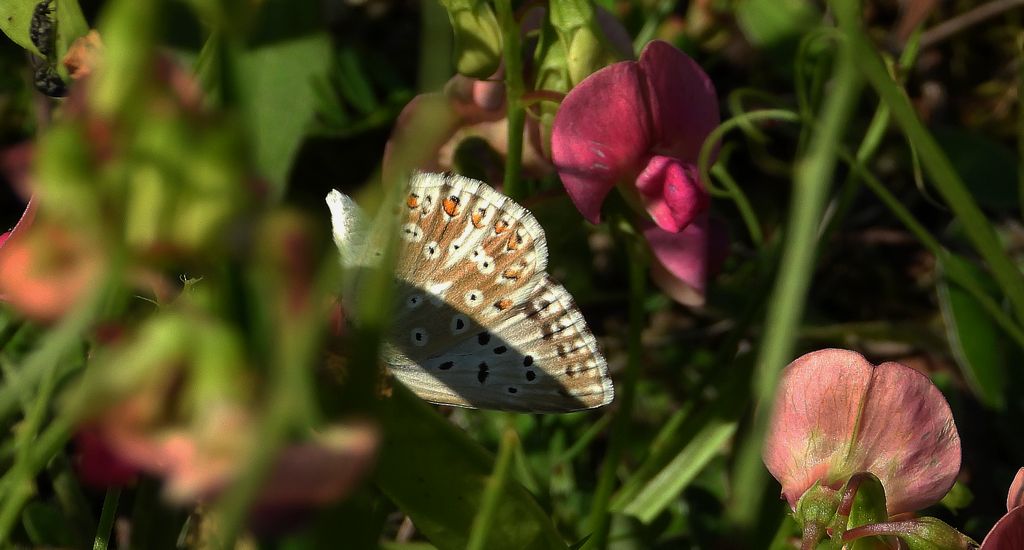 Modraszek korydon, mnogooczak korydon (Polyommatus coridon)