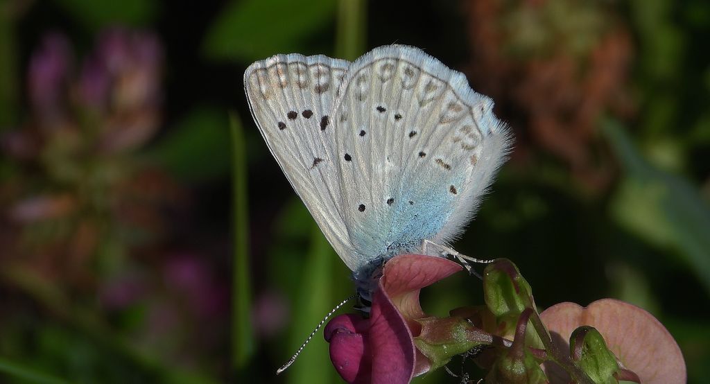 Modraszek dafnid, mnogooczak dafnid (Polyommatus daphnis)