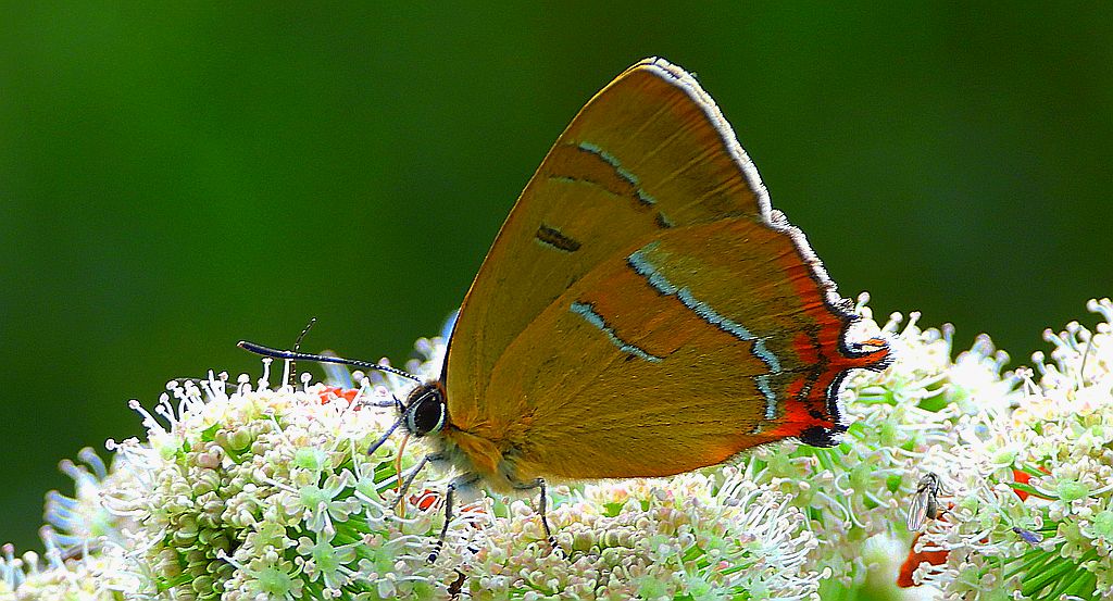 Pazik brzozowiec (Thecla betulae)