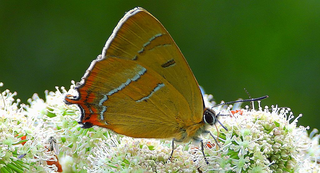 Pazik brzozowiec (Thecla betulae)