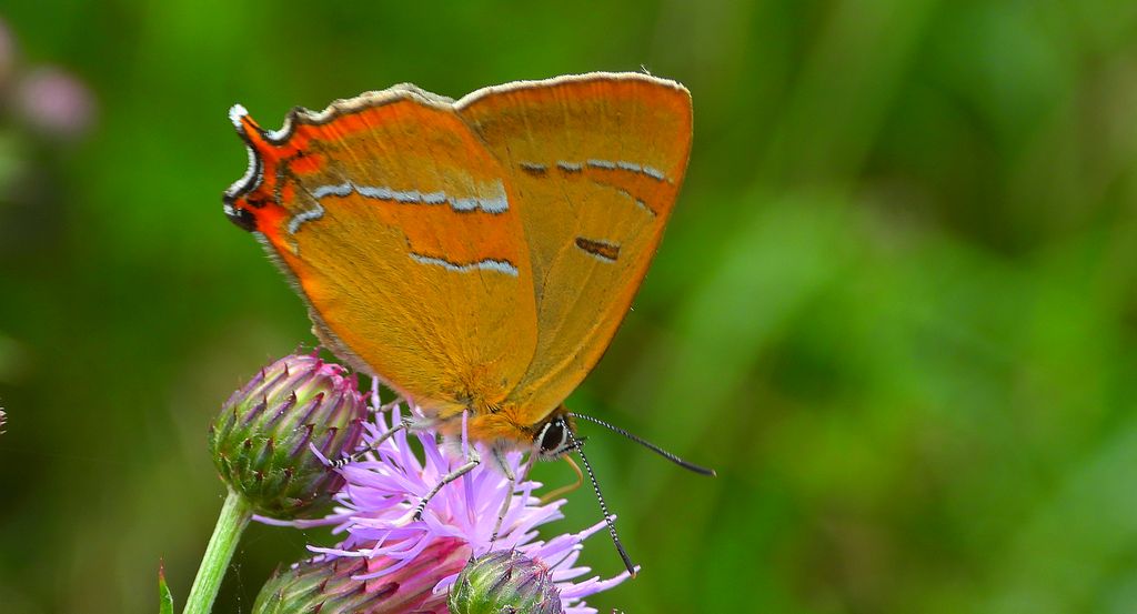 Pazik brzozowiec (Thecla betulae)
