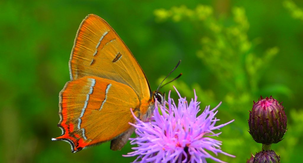 Pazik brzozowiec (Thecla betulae)