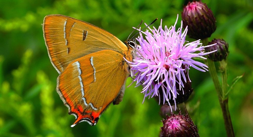 Pazik brzozowiec (Thecla betulae)