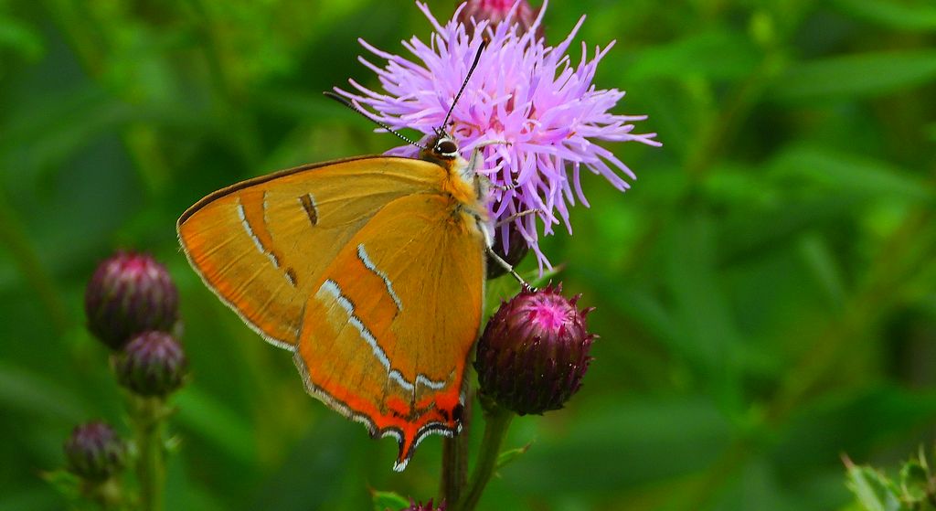 Pazik brzozowiec (Thecla betulae)