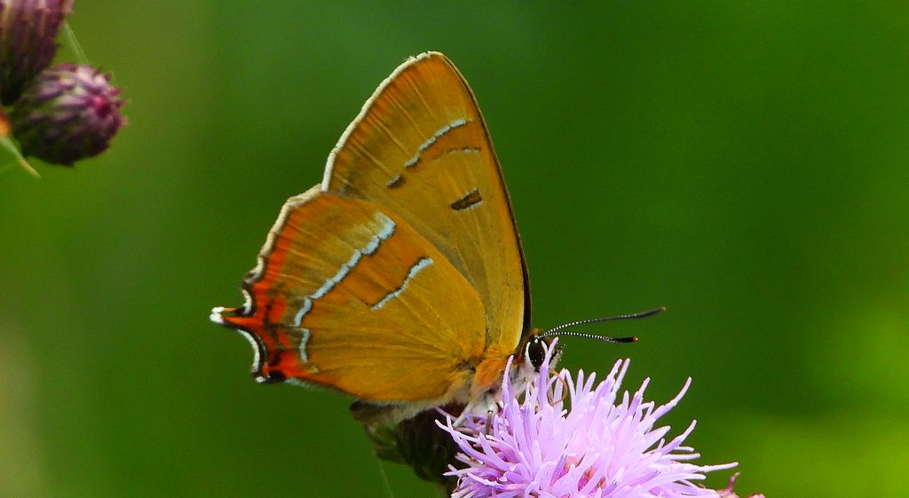 Pazik brzozowiec (Thecla betulae)