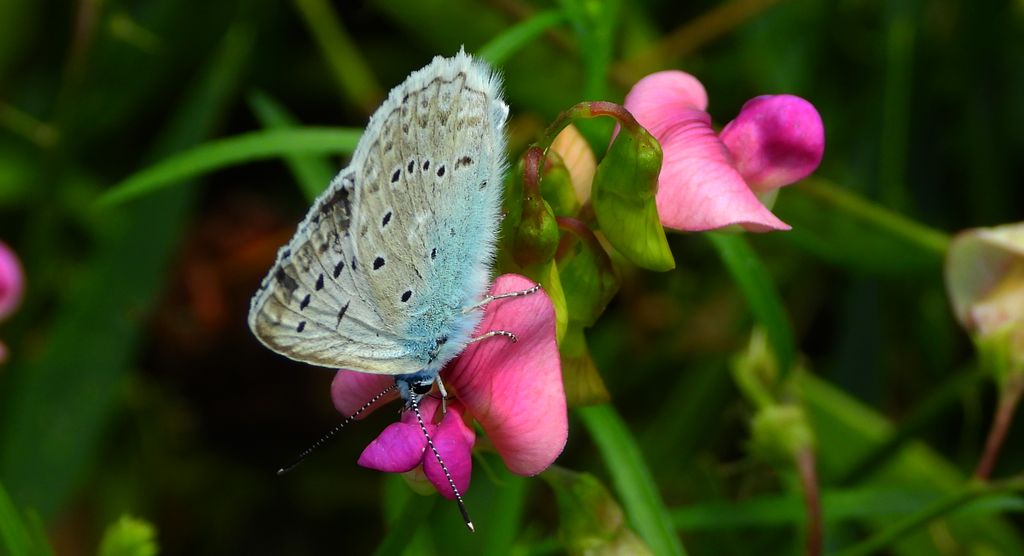 Modraszek dafnid, mnogooczek dafnid (Polyommatus daphnis)