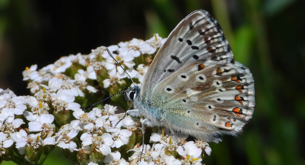 Modraszek korydon (Polyommatus coridon)