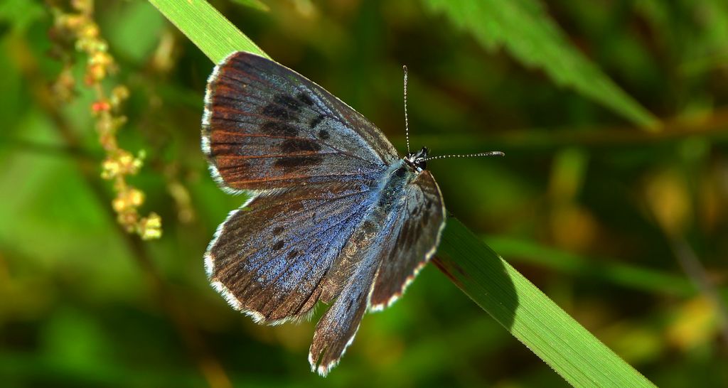 Modraszek arion (Phengaris arion)