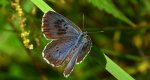Modraszek arion (Phengaris arion)
