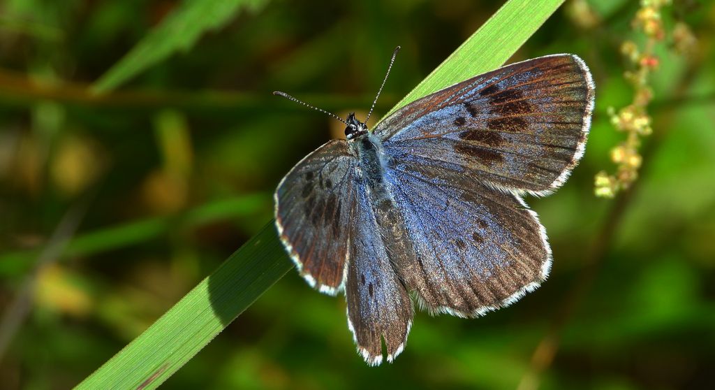 Modraszek arion (Phengaris arion)