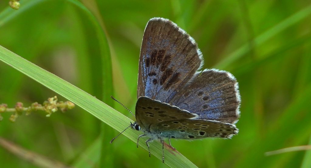 Modraszek arion (Phengaris arion)