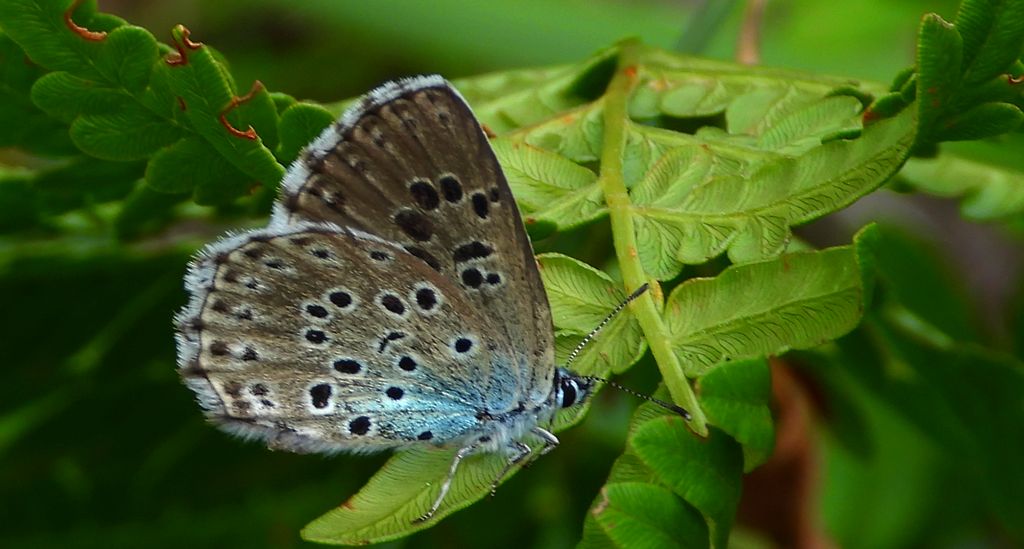 Modraszek arion (Phengaris arion)