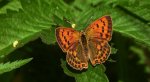 Czerwończyk dukacik (Lycaena virgaureae)