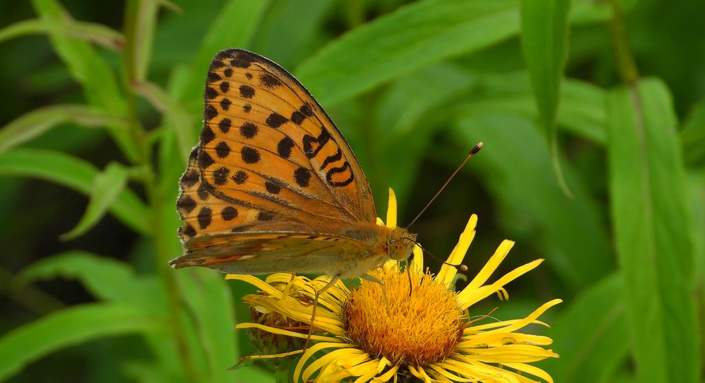 Dostojka laodyce (Argynnis laodice)
