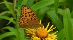 Dostojka laodyce (Argynnis laodice)