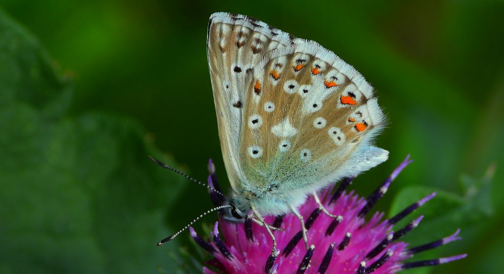 Modraszek ikar, modraszek mnogooczek (Polyommatus icarus)