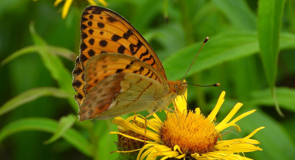 Dostojka laodyce (Argynnis laodice)