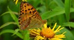 Dostojka laodyce (Argynnis laodice)