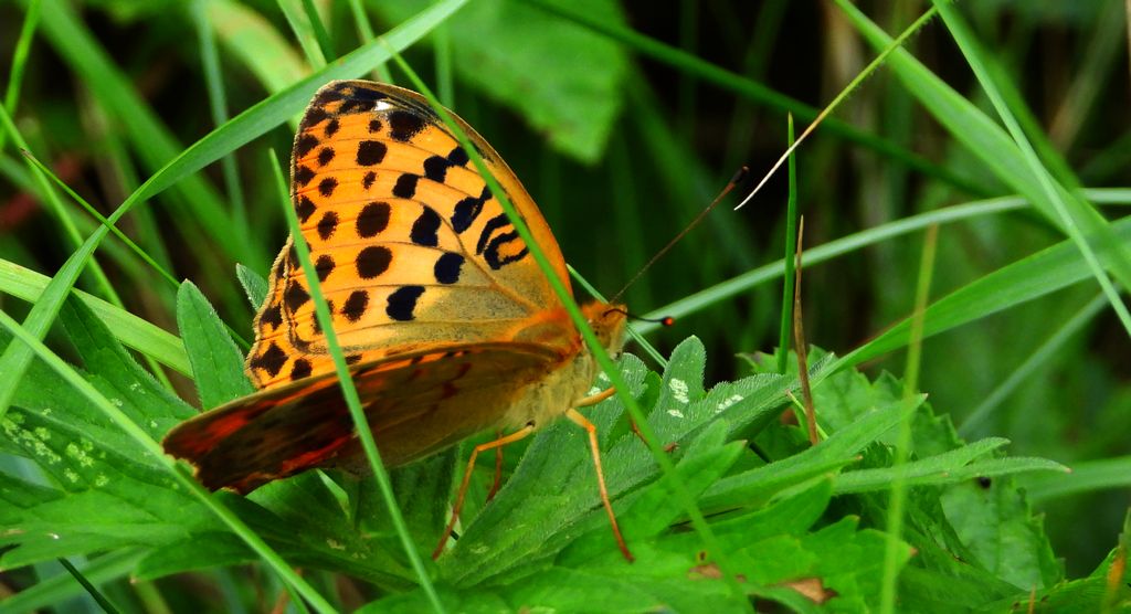 Dostojka laodyce (Argynnis laodice)