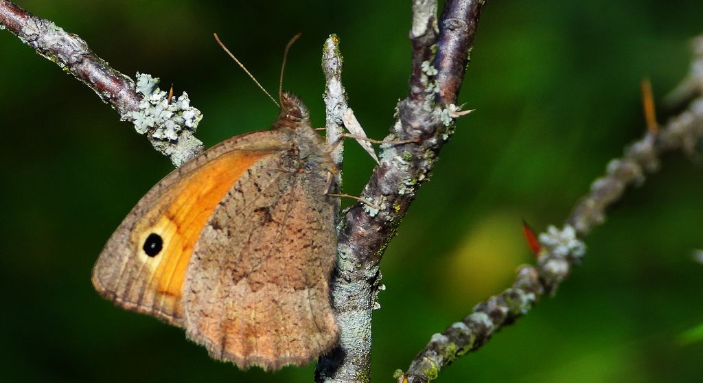 Przestrojnik likaon (Hyponephele lycaon)
