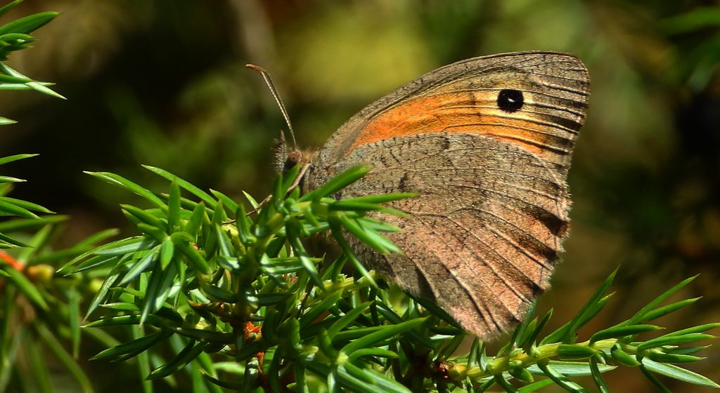 Przestrojnik likaon (Hyponephele lycaon)