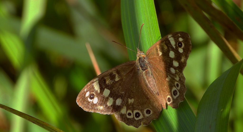 Osadnik egeria (Pararge aegeria)