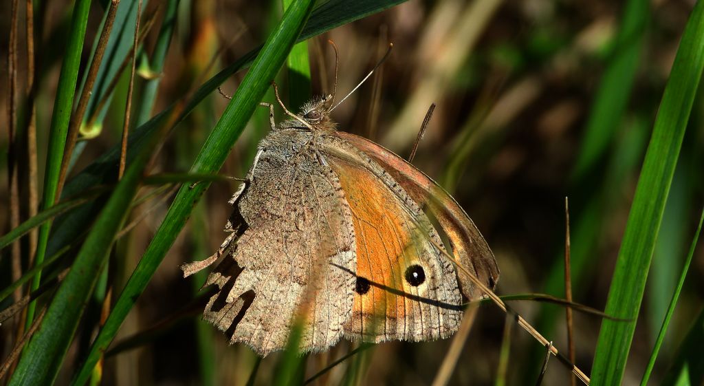 Przestrojnik likaon (Hyponephele lycaon)