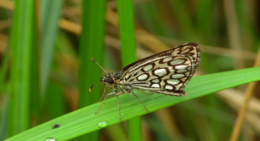 Rojnik morfeusz (Heteropterus morpheus)