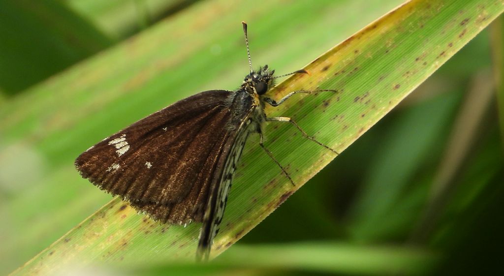 Rojnik morfeusz (Heteropterus morpheus)