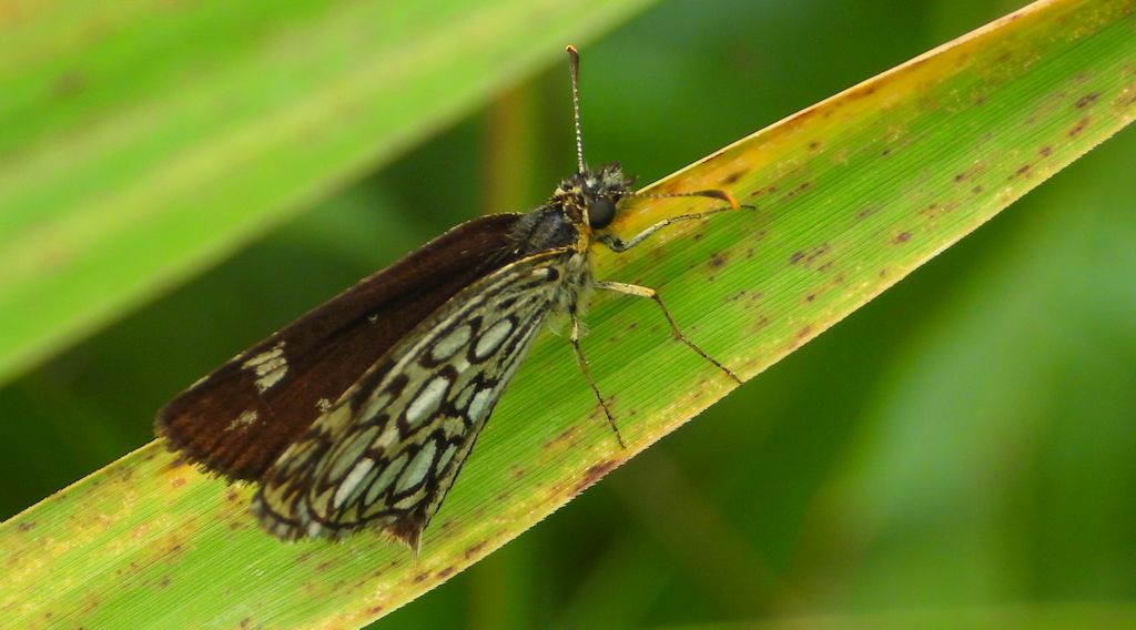 Rojnik morfeusz (Heteropterus morpheus)