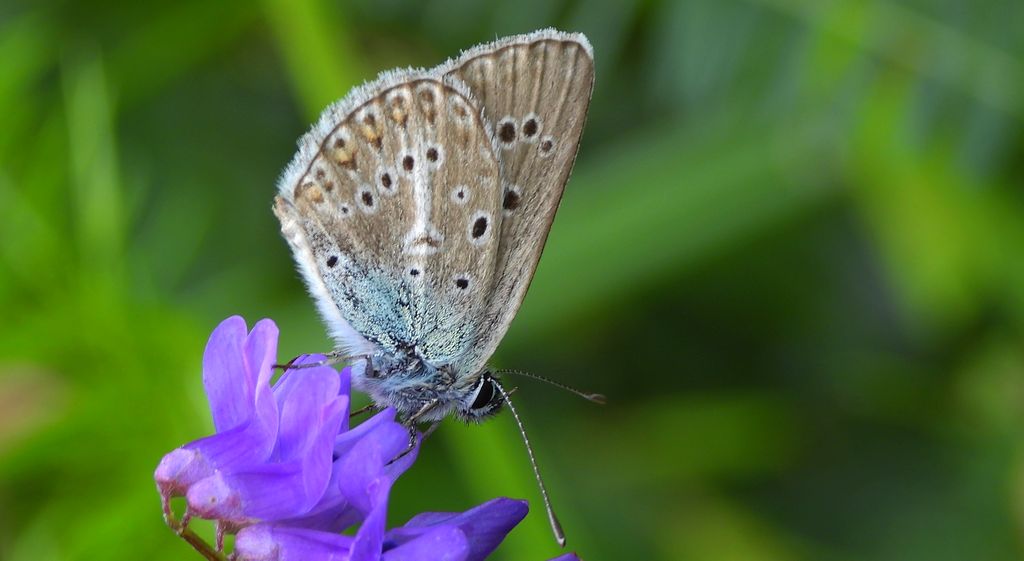 Modraszek eumedon (Aricia eumedon)