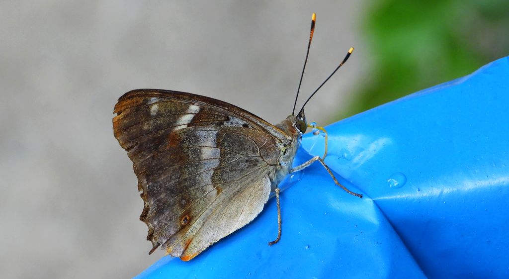 Mieniak strużnik (Apatura ilia)