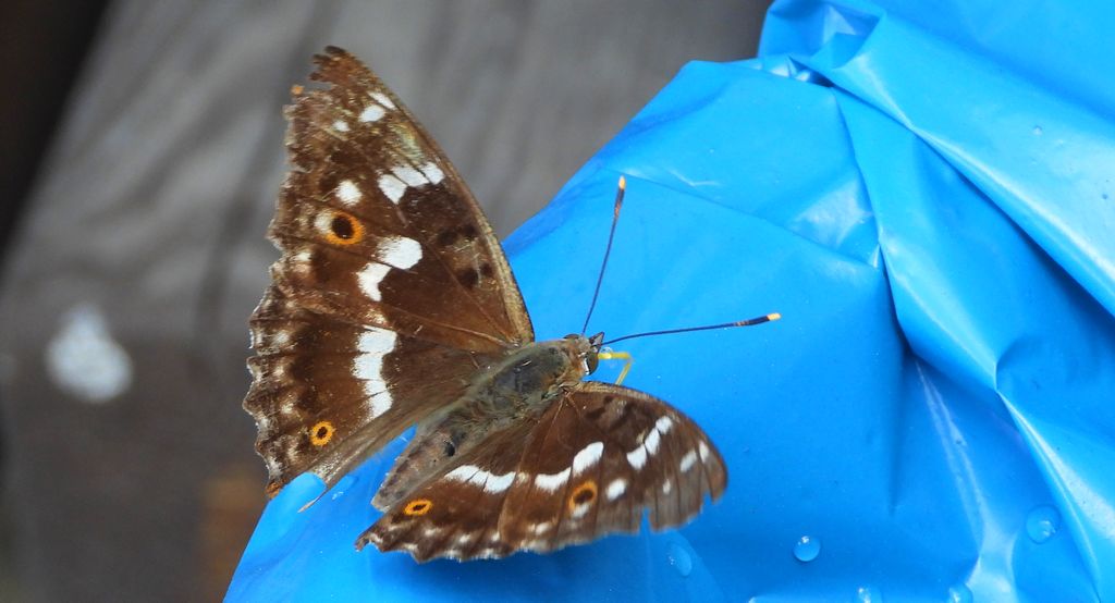 Mieniak strużnik (Apatura ilia)