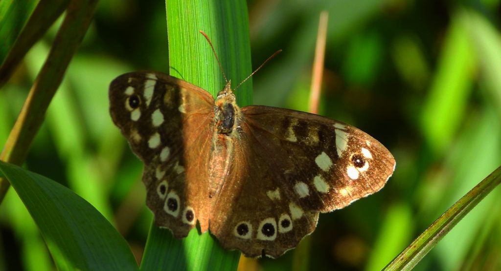 Osadnik egeria (Pararge aegeria)