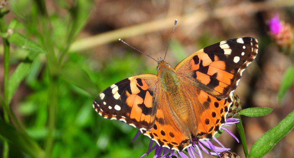 Rusałka osetnik (Vanessa cardui, syn. Cynthia cardui)