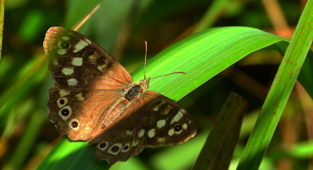 Osadnik egeria (Pararge aegeria)