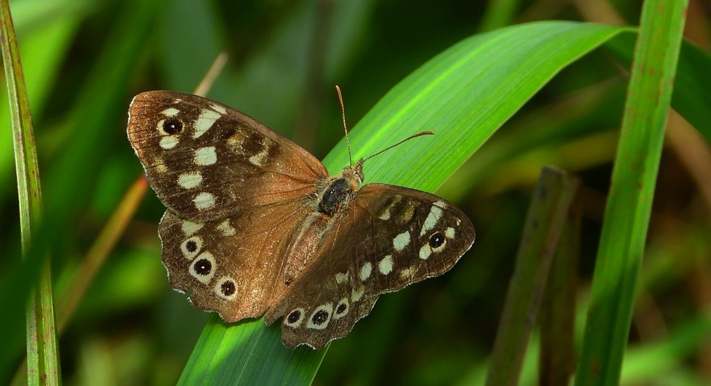 Osadnik egeria (Pararge aegeria)