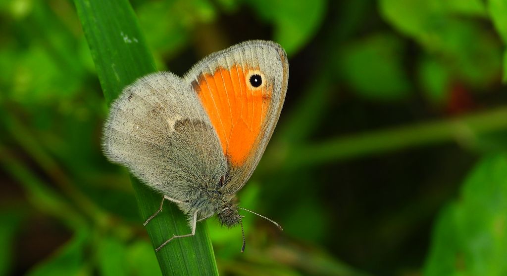 Strzępotek ruczajnik (Coenonympha pamphilus)