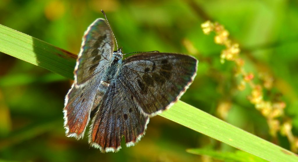 Modraszek arion (Phengaris arion)