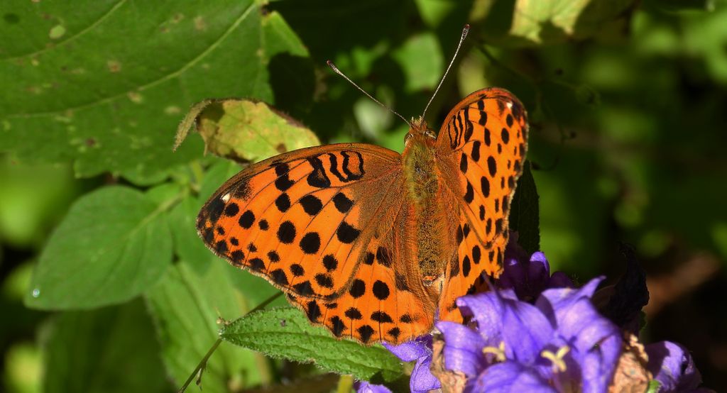 Dostojka laodyce (Argynnis laodice)