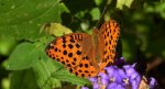 Dostojka laodyce (Argynnis laodice)